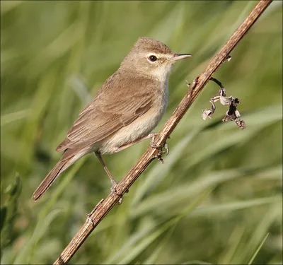 Северная бормотушка, Iduna caligata, Booted Warbler | Flickr