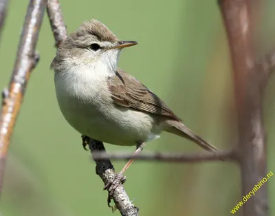 Южная бормотушка - eBird