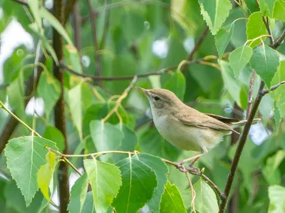 Бормотушка Hippolais calligata Booted Warbler