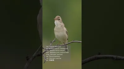 Бормотушка Hippolais calligata Booted Warbler