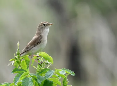 Северная бормотушка (Hippolais caligata caligata). Птицы Казахстана.