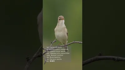 Северная бормотушка (Hippolais caligata). Птицы Казахстана.