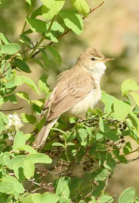 Южная бормотушка - eBird