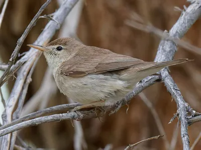 Южная бормотушка - eBird