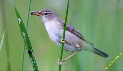 Бормотушка Hippolais calligata Booted Warbler