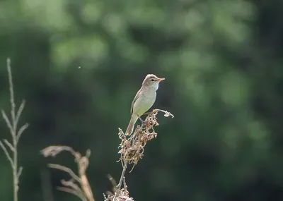 Южная бормотушка - eBird