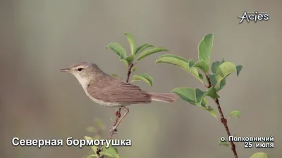 В Латвии завелась северная бормотушка