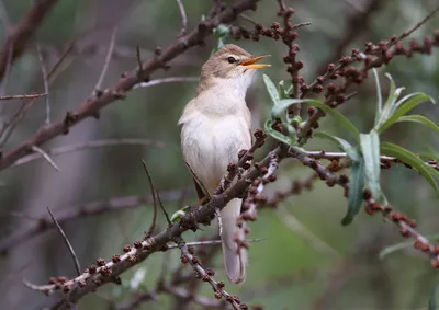 Южная бормотушка, Iduna rama, Sykes's Warbler | Kazakhstan, … | Flickr