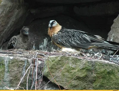 Фотография Бородач (Gypaetus barbatus) Птицы западного Кавказа | Фотобанк  ГеоФото/GeoPhoto | GetImages Group