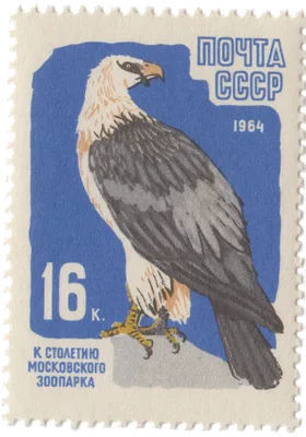 Бородач (Gypaetus barbatus). Птицы Кыргызстана.