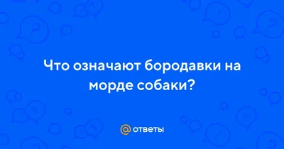 Шишка у собаки. Не стоит паниковать - статья от специалистов ЗооГалереи