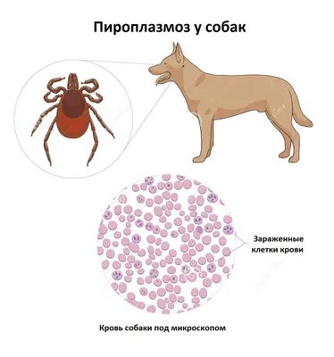 Боррелиоз у собак. Симптомы и лечение. | Karmy | Дзен