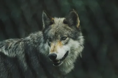 Борз – The Chechen Wolf – Of Wolf and Man