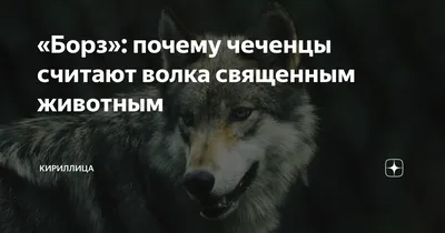 Калмыков и Саид Борз подр*лись на улице / ДОСТАЛ Н*Ж! Юсупов и Т-34  раскачивают бой - YouTube