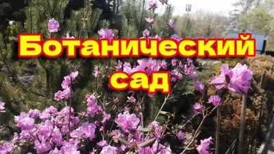 Москва - Ботанический Сад МГУ \"Аптекарский Огород\" | Турнавигатор