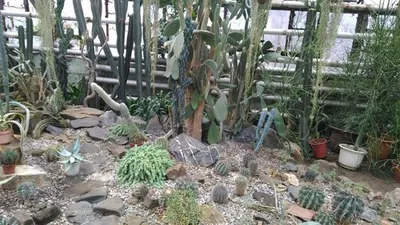 БОТАНИЧЕСКИЙ САД - райское место в Кемерово🌴🌵🌿 | Сибиряки | Дзен