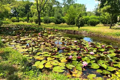 Ботанический сад в Краснодаре