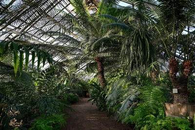 Ботанический сад санкт петербург фото фотографии