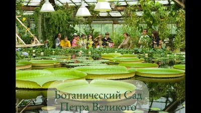 Ботанический сад Петра Великого