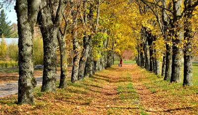 Оранжерея ботанического сада петра великого (74 фото) - 74 фото