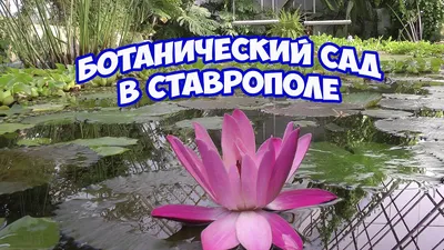 Ставропольский ботанический сад празднует своё 65-летие | 23.01.2024 |  Новости Нальчика - БезФормата