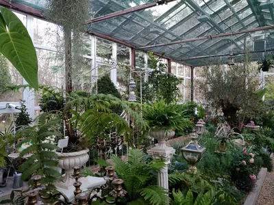 Оранжерея ботанического сада в Твери