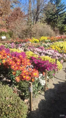 Что цветет этой осенью в ботаническом саду Владивостока - PrimaMedia.ru