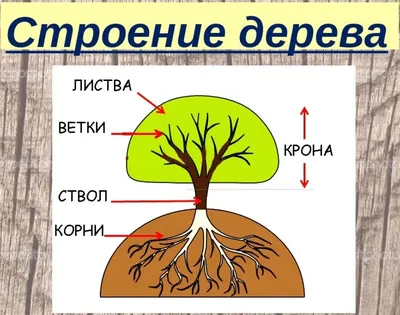 Винтаж: Иллюстрации «Ботаника», Германия купить в интернет-магазине Ярмарка  Мастеров по цене 900 ₽ – OSDFQRU | Предметы интерьера винтажные,  Калининград - доставка по России