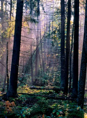 Брянские леса сохраняет нацпроект «Экология» | РИА «Стрела»