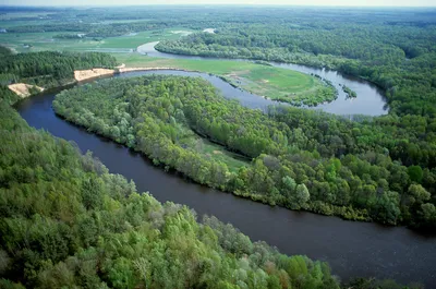 Заповедник «Брянский лес» в Брянской области — официальный сайт, фото, где  находится, на карте, адрес, как доехать