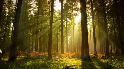 Брянская область стала лидером по числу питомников с саженцами для леса |  Брянские новости