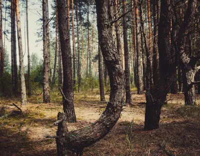 Сосны Брянского леса. Фотограф Юлия Лаптева