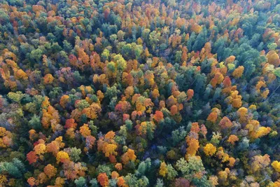 Опубликован приказ о запрете посещать леса в брянском приграничье | Брянская  Губерния