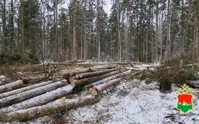 Жителям Брянской области запретили посещать леса | ОБЩЕСТВО | АиФ Брянск