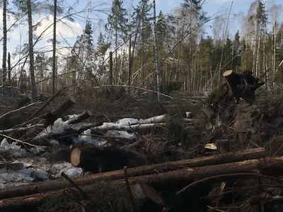 Инженер по лесопользованию из Брянской области обвиняется в незаконной  рубке леса на 14,4 млн рублей