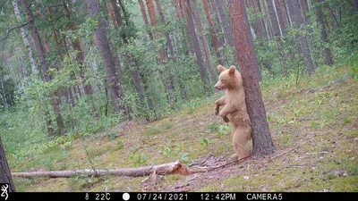 Двухметровый медведь-великан впервые попался в фотоловушку “Брянского леса”  • БрянскНОВОСТИ.RU