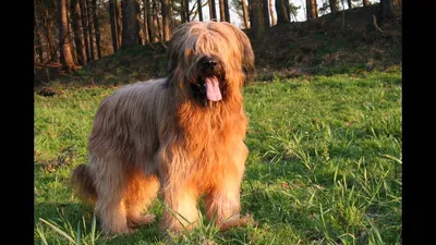 Собака Briard С Палкой Во Рту — стоковые фотографии и другие картинки Бриар  - Бриар, Конский хвост, Собака - iStock