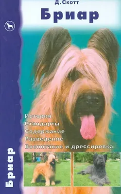 Бриар на ilikepet. Особенности породы, уход - YouTube