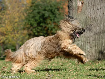 Бриар (Французская овчарка) / Briard (Berger Briard, Berger de Brie) -  PetsPoint.ru