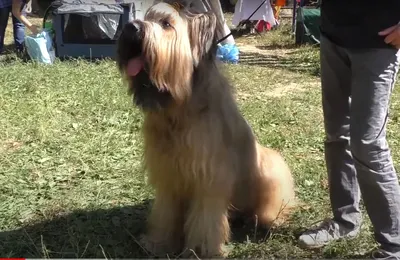 Бриар (Briard) - это динамичная, подвижная и выносливая порода собак. Фото,  описание и отзывы.