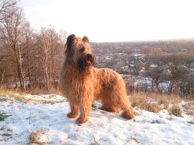 Бриар (Французская овчарка) / Briard (Berger Briard, Berger de Brie) -  PetsPoint.ru