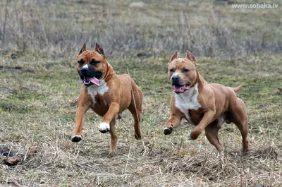 Аргентинский дог (Dogo Argentino) - порода умная, смелая, сильная и  бесстрашная. Отзывы, фото и описание собаки.