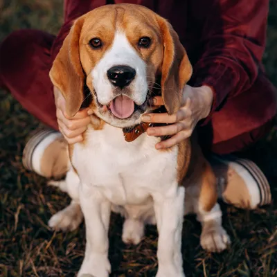 Английский бульдог: описание породы 🐕, характер собак, уход, фото