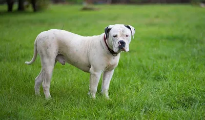 Британские породы собак | Собаки • Dogs Amino