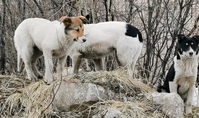 Бродячая собака