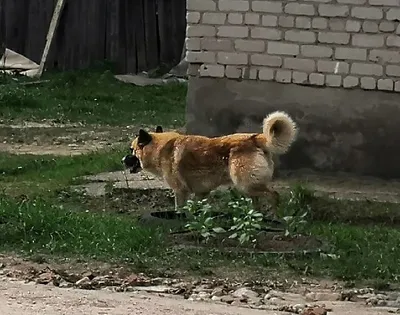 Большая бродячая собака укусила ребенка в Юго-Востоке-2 | АРБУЗ