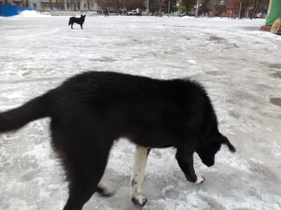 Бродячая собака укусила ребёнка за лицо в Забайкалье