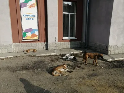 В Барыше бродячая собака напала на детей - Ульяновск