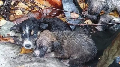 Моя собака желает познакомиться