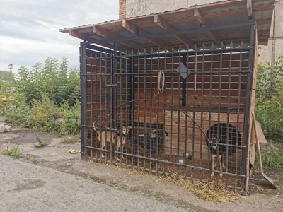 В парке нашли брошенного щенка с печальной запиской — 02.02.2021 — В мире  на РЕН ТВ